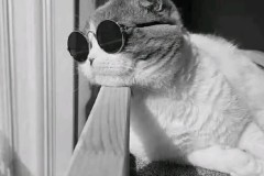 英超历史连场破门纪录榜：阿森纳55场居首，利物浦目前38场第三