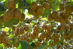 皇马欧冠激战黑马，阿隆索首秀闪耀，姆巴佩焦点战再展速度激情